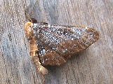 Omphalucha sp1
